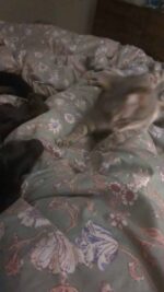 2E1FAD03-E502-4A9D-9FAE-A5DDEF2C09BE